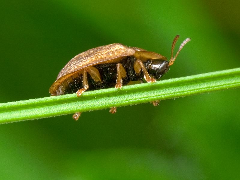 Hypocassida subferruginea (Schrank, 1776)